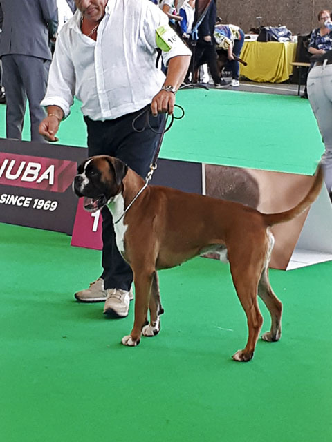 World Dog Show Amsterdam 2018 (N)