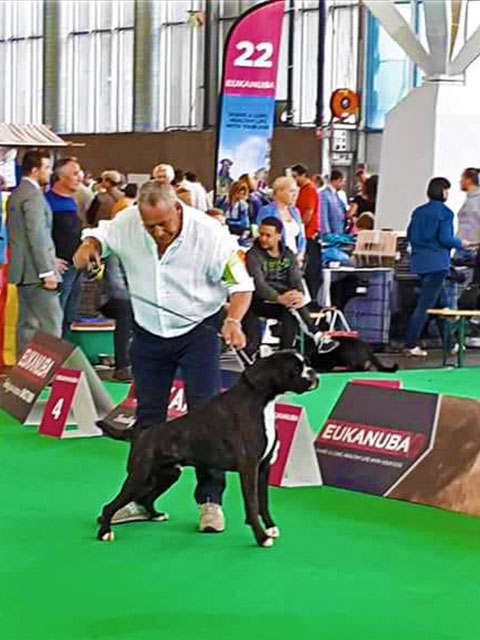 World Dog Show Amsterdam 2018 (N)
