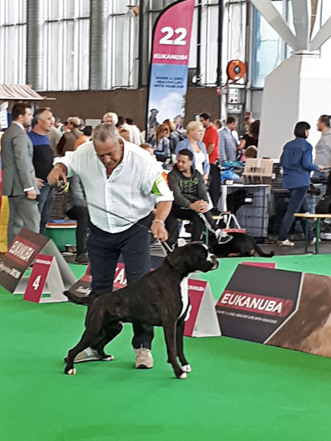 World Dog Show Amsterdam 2018 (N)
