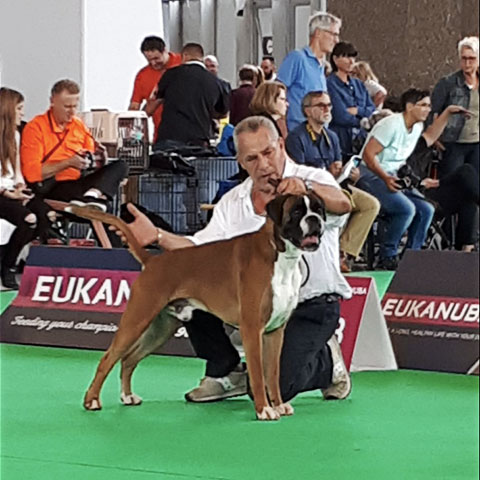 World Dog Show Amsterdam 2018 (N)