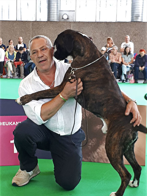 World Dog Show Amsterdam 2018 (N)