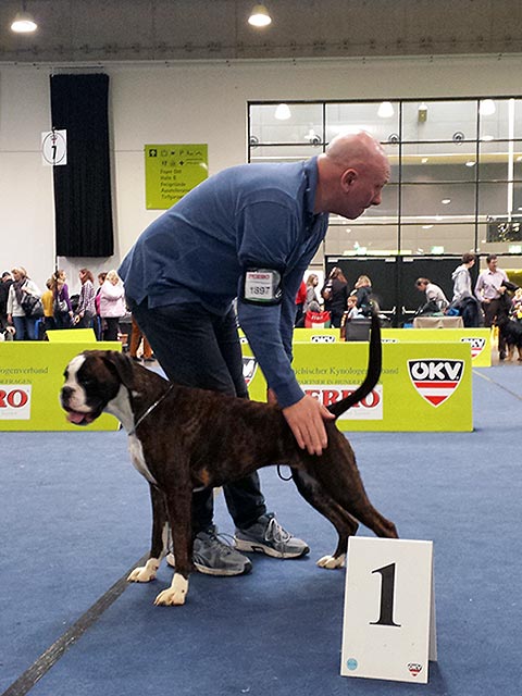 Hundeausstellung Graz (A)