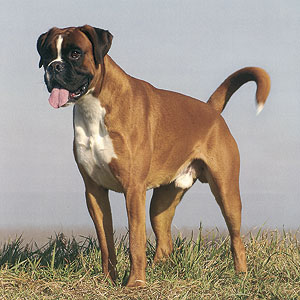 Eukanuba