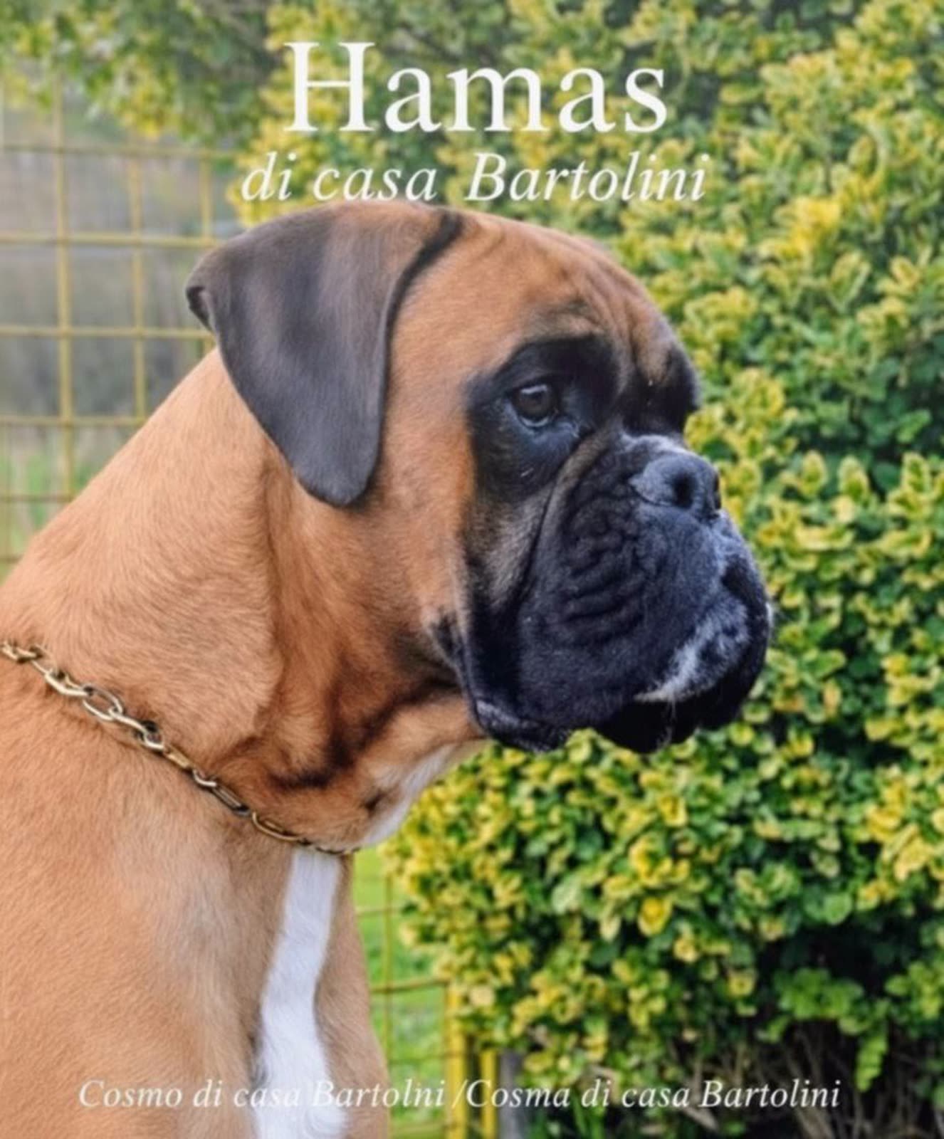 Casa Bartolini poster