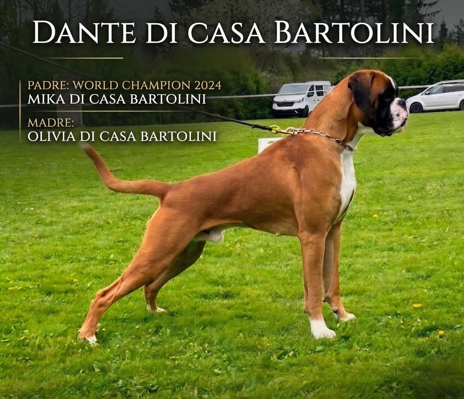 Casa Bartolini poster
