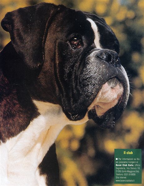 Il mio cane, August 2005