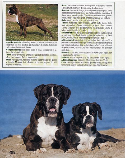 Il mio cane, August 2005