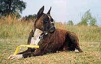 Brenda, geboren am 28.08.89, gestorben am 23.10.99