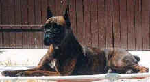 Liz, geboren am 30.08.91, gestorben am 18.05.97