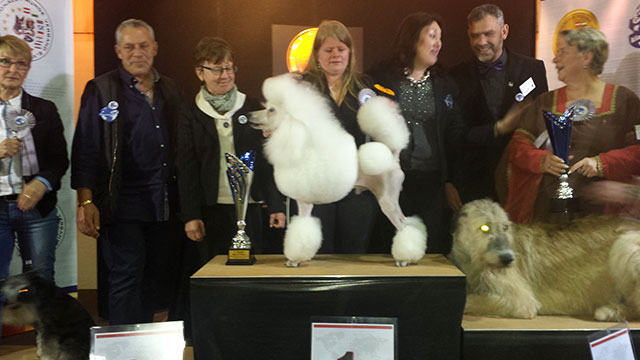 Stefano Bartolini als Richter auf der World Dog Show 2016 in Leipzig