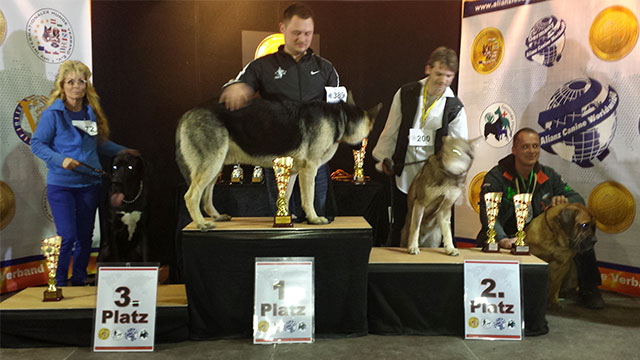 Stefano Bartolini als Richter auf der World Dog Show 2016 in Leipzig