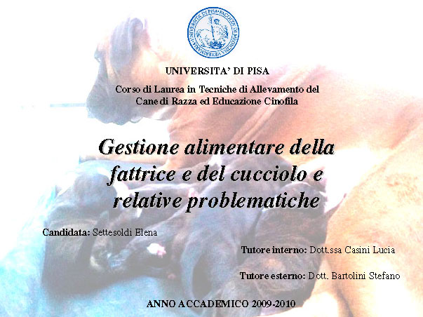 Abschlussarbeit von Elena Settesoldi