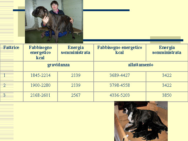 Abschlussarbeit von Elena Settesoldi