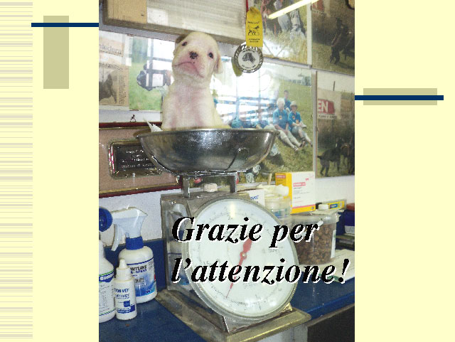 Abschlussarbeit von Elena Settesoldi