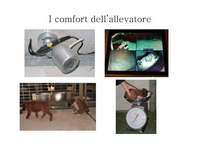 Abschlussarbeit von Chiara Centozone