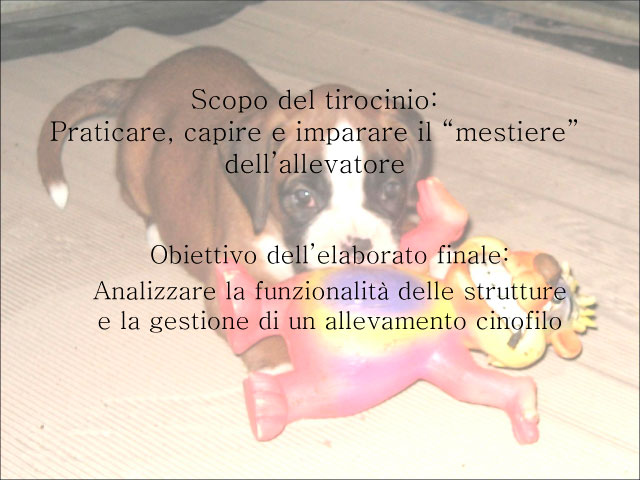 Abschlussarbeit von Chiara Centozone