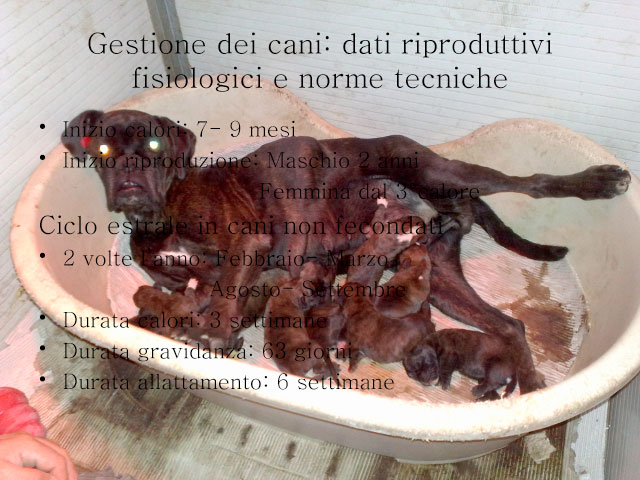 Abschlussarbeit von Chiara Centozone