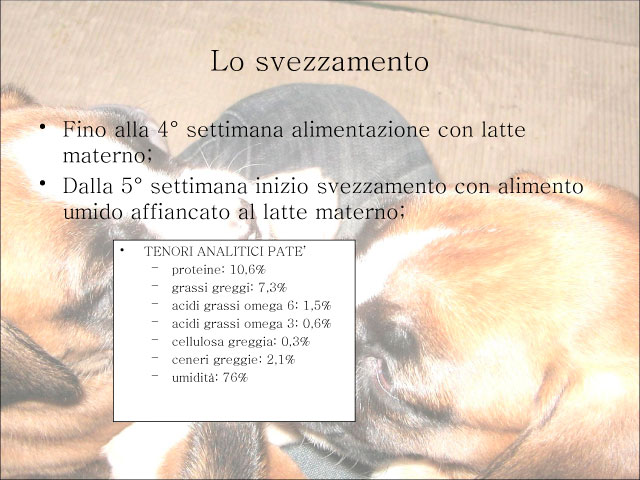 Abschlussarbeit von Chiara Centozone