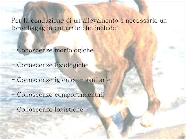 Abschlussarbeit von Chiara Centozone