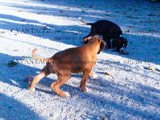 Abschlussarbeit von Chiara Centozone